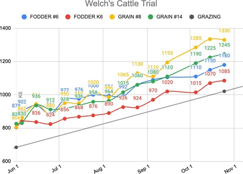 Growth curve chart (Welch's Cattle Trial) plotting all four steers.jpg